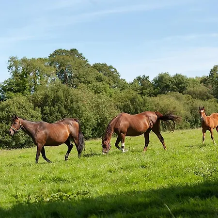 Coolcormack Stud 3* Dungarvan (Waterford)