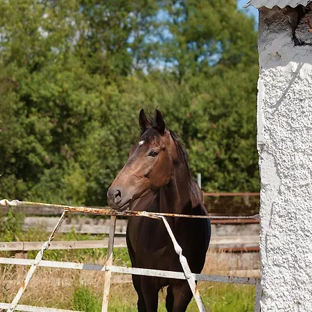 Couette-café Coolcormack Stud *