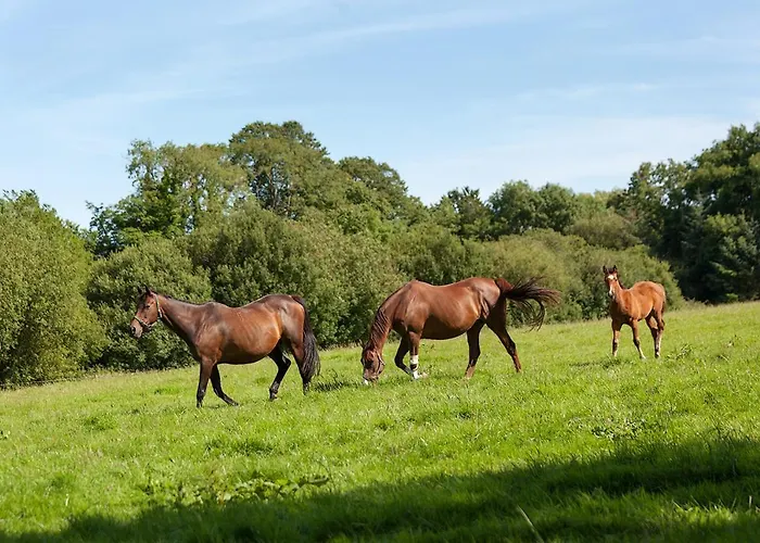 Coolcormack Stud 3* Dungarvan (Waterford)