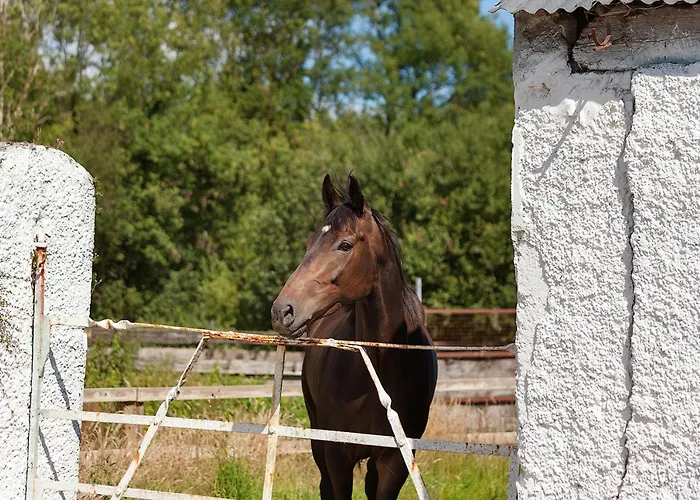 Bed & Breakfast Coolcormack Stud 3*